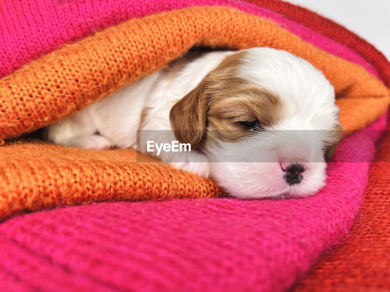 pet, domestic animals, one animal, dog, canine, mammal, animal themes, animal, relaxation, young animal, cute, sleeping, puppy, lap dog, lying down, indoors, blanket, resting, eyes closed, no people, furniture, animal body part, comfortable, portrait, pet bed, tired, carnivore