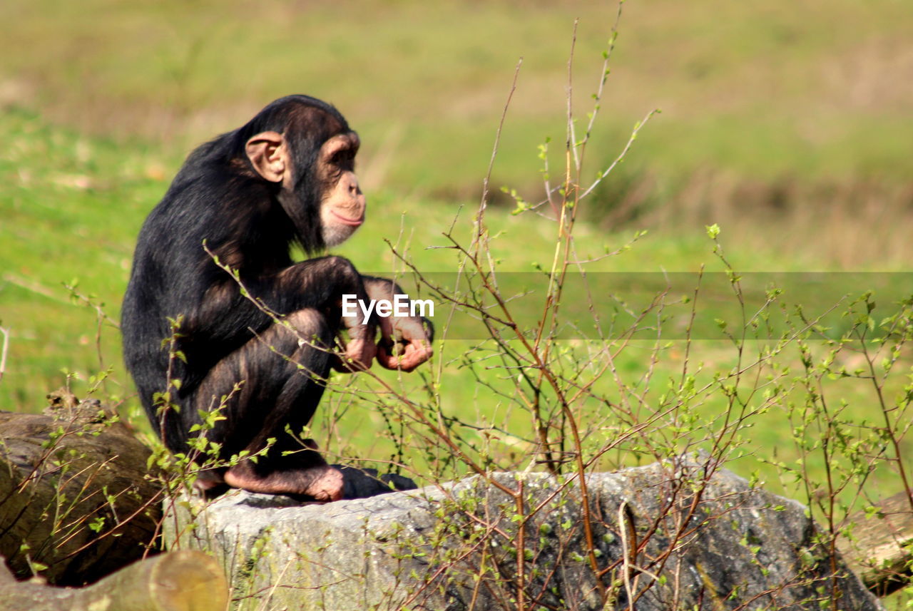 MONKEY SITTING ON GROUND