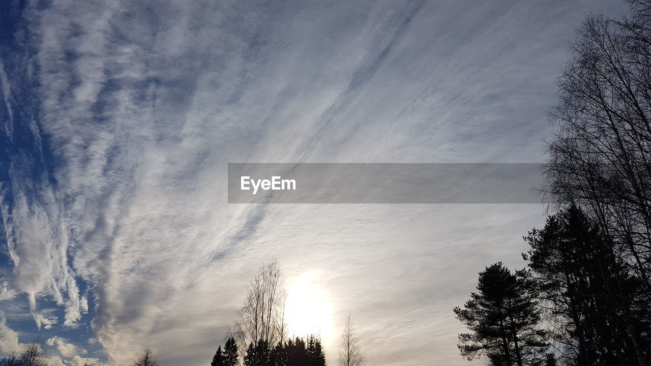 LOW ANGLE VIEW OF TREES AGAINST SKY AT SUNSET