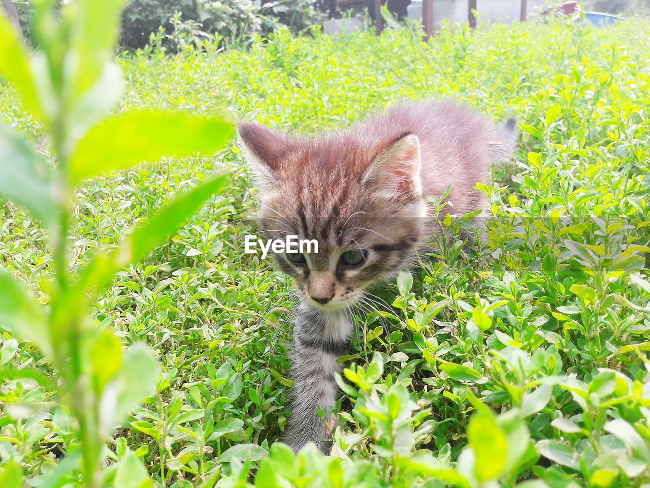 Portrait of cat on plant