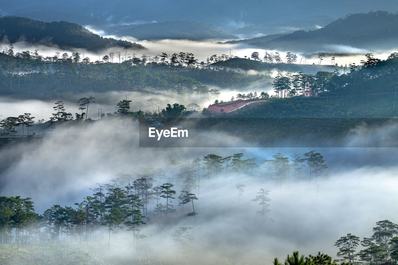 PANORAMIC VIEW OF TREES ON MOUNTAIN AGAINST SKY