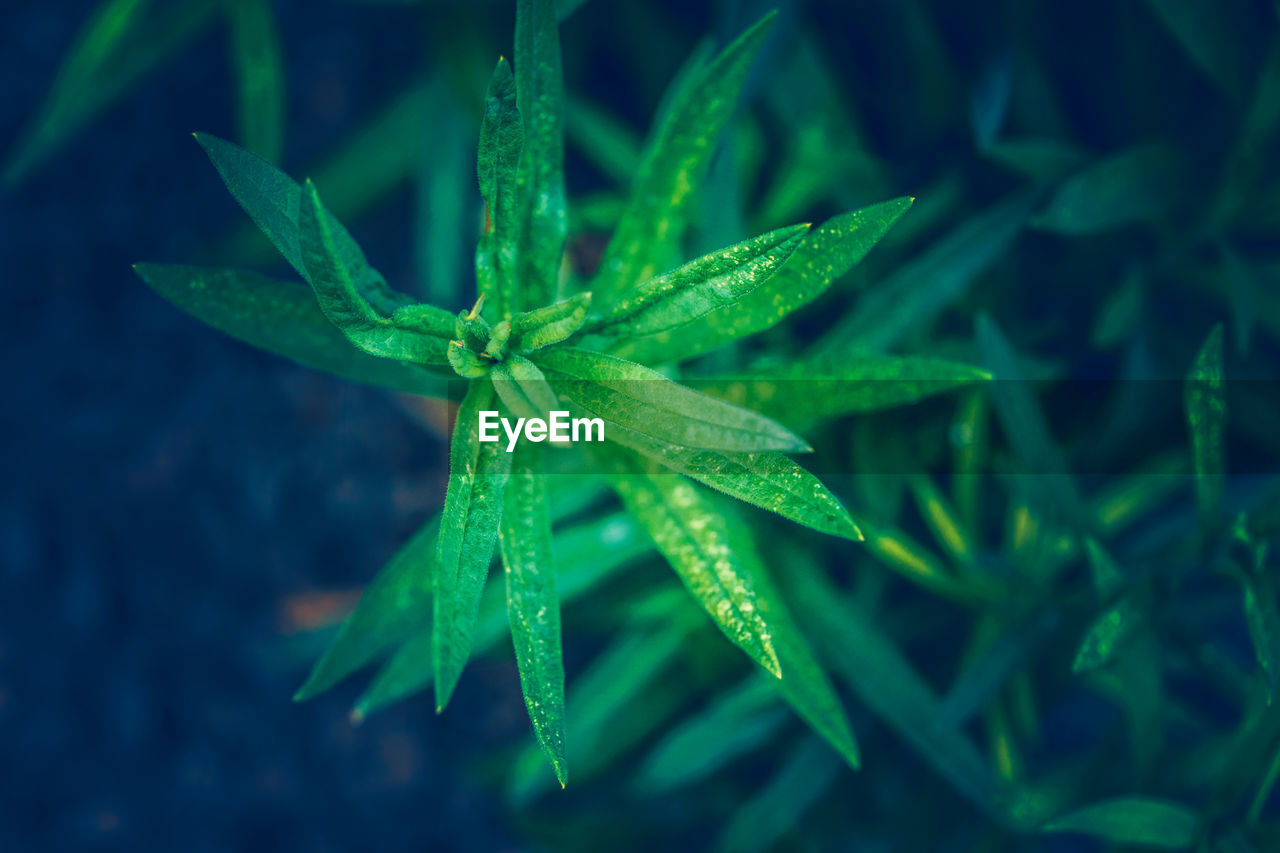 Beautiful fairy dreamy magic green leaves of asclepias tuberosa or butterfly weed flower 