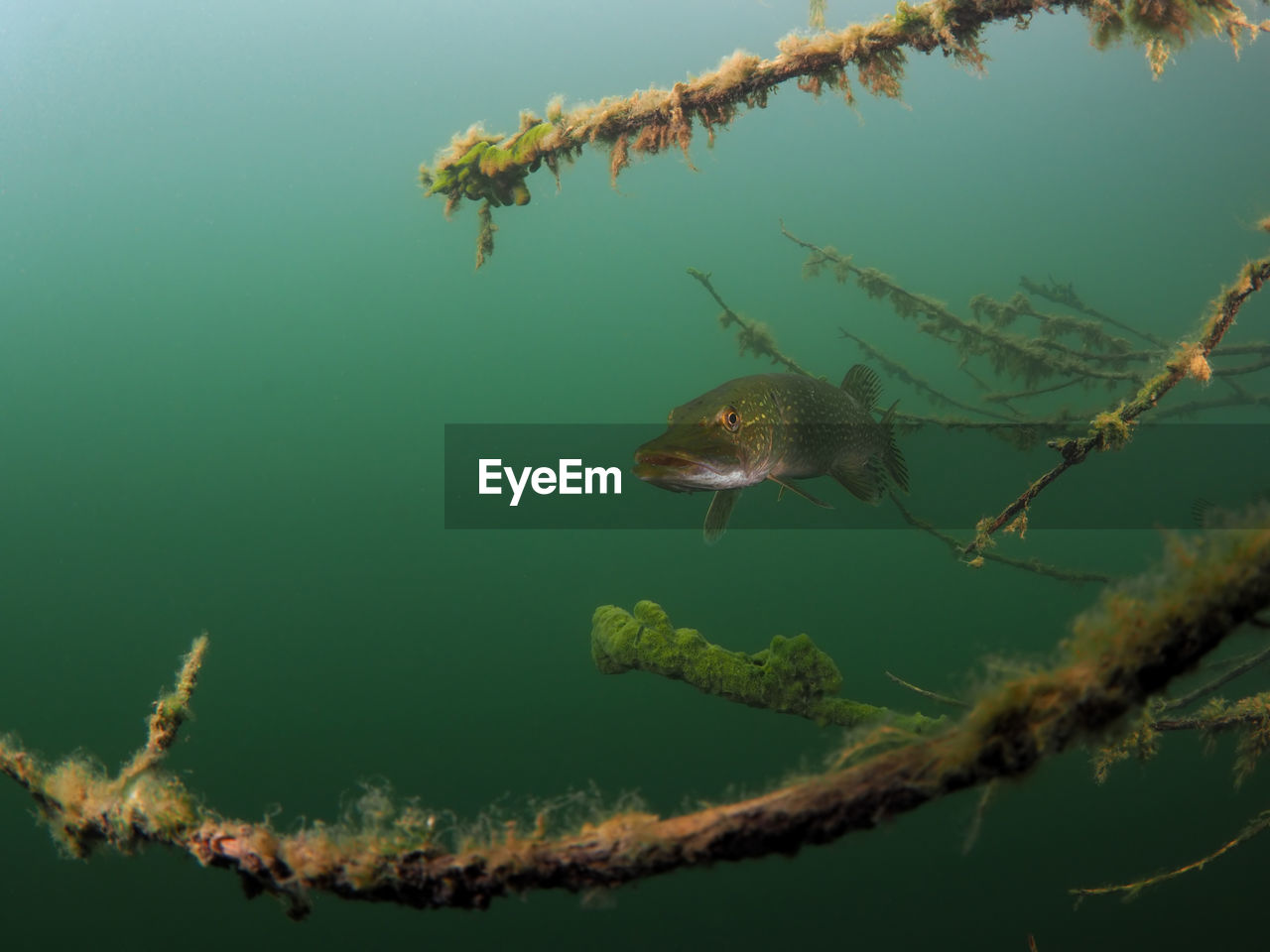 Close-up of pike swimming in lake