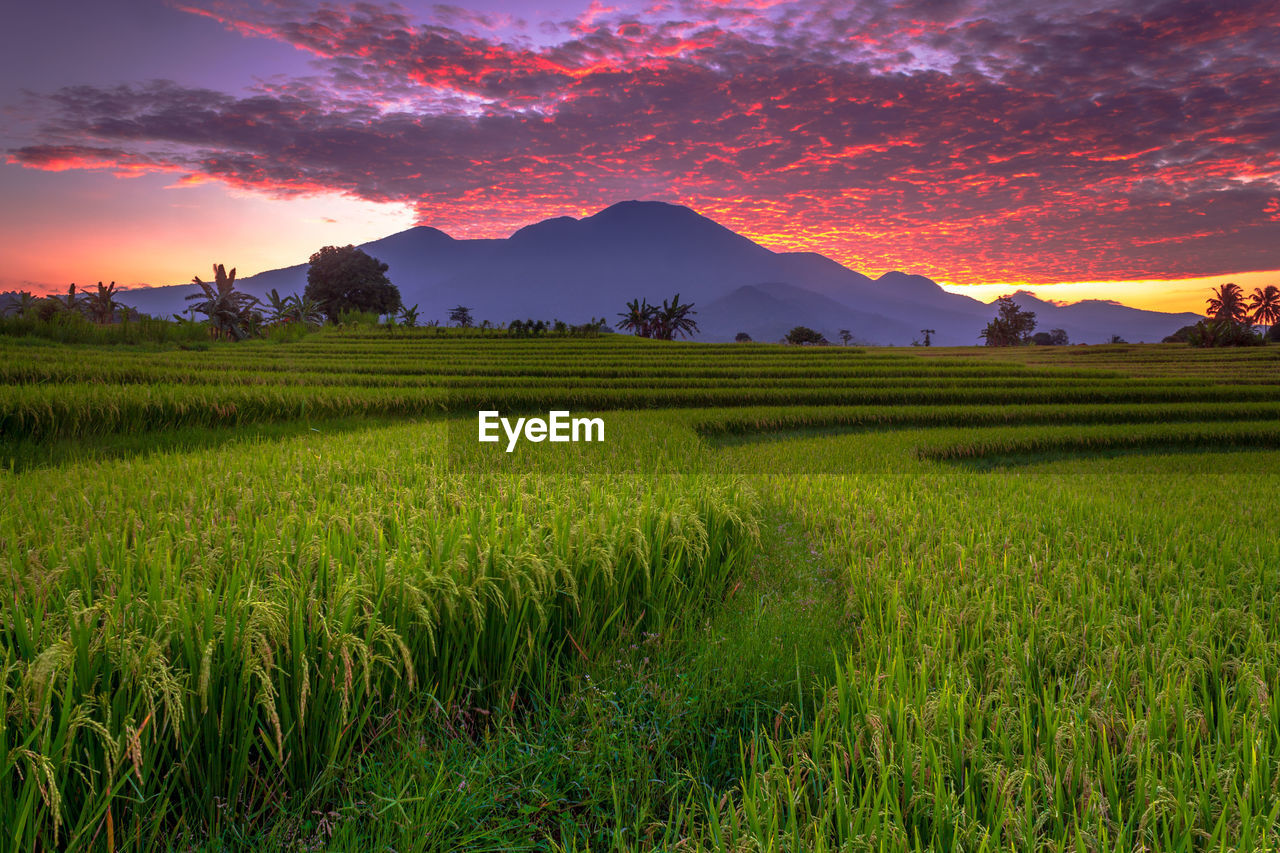 Scenic view of field against sky in rice fields indonesia