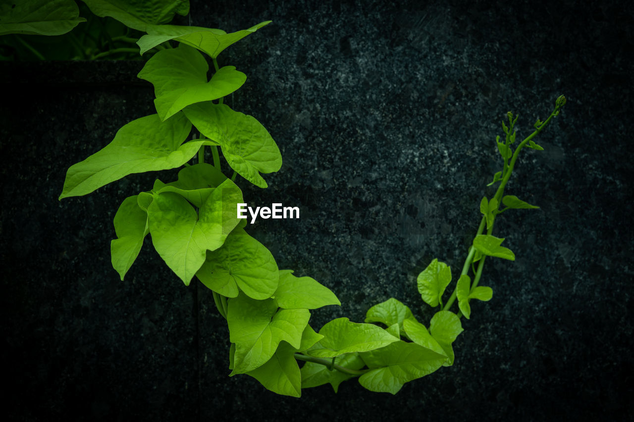 High angle view of green leaves