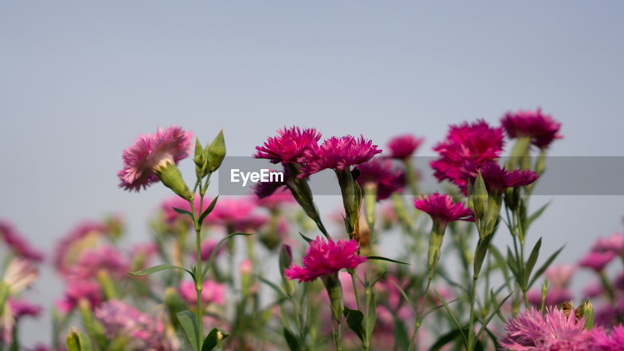 Field of pink petals of carnation flower blossom on green leaves under blue sky 