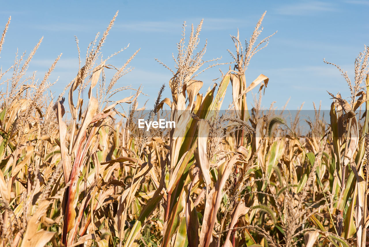 CLOSE-UP OF STALKS IN FIELD