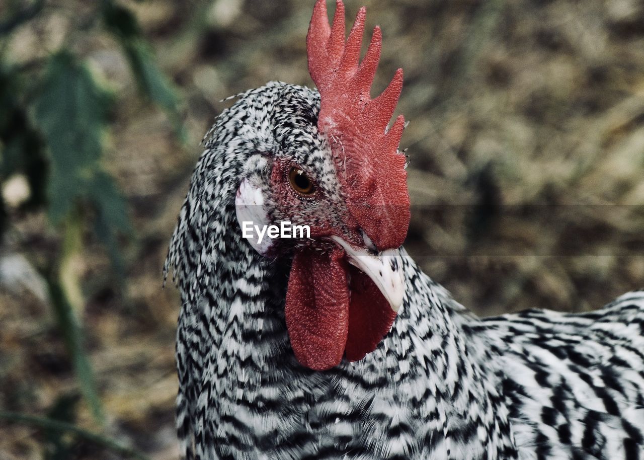 CLOSE-UP OF BIRD