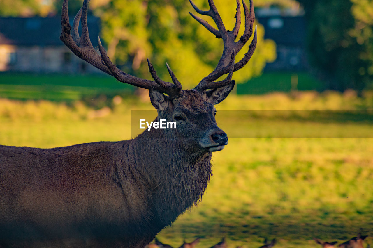 Deer in a field