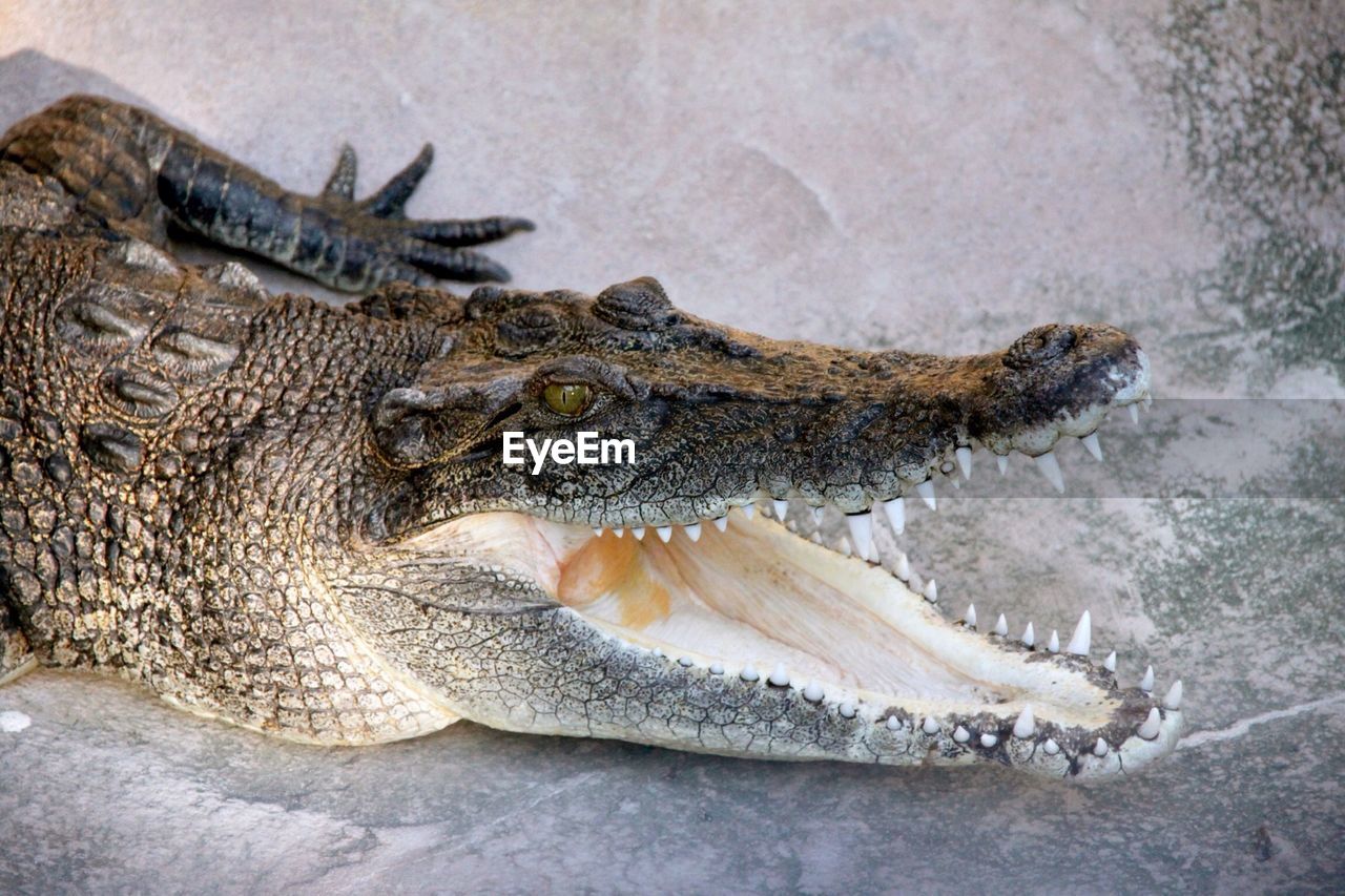 Crocodile with mouth open