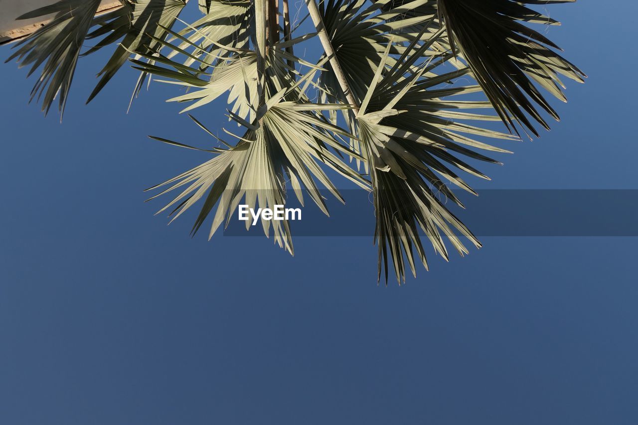 Low angle view of palm leaves against clear sky