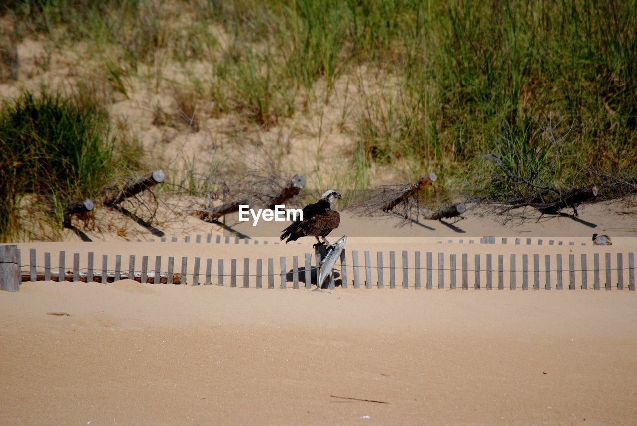 Osprey with captured fish on ocean beach fence