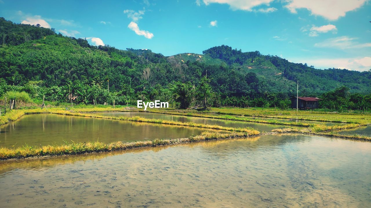 Scenic view of paddy fields against sky