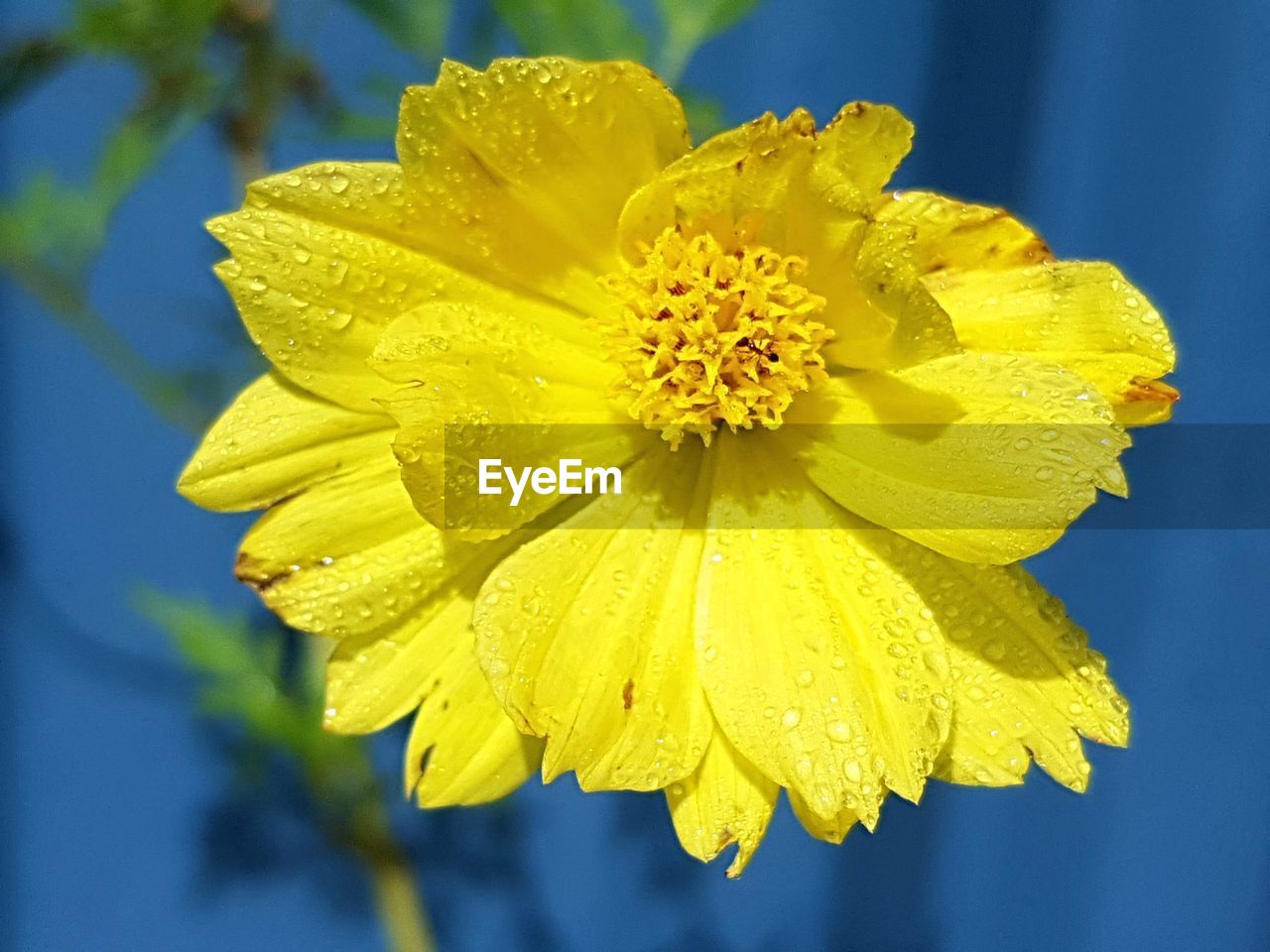 CLOSE-UP OF WET YELLOW HIBISCUS