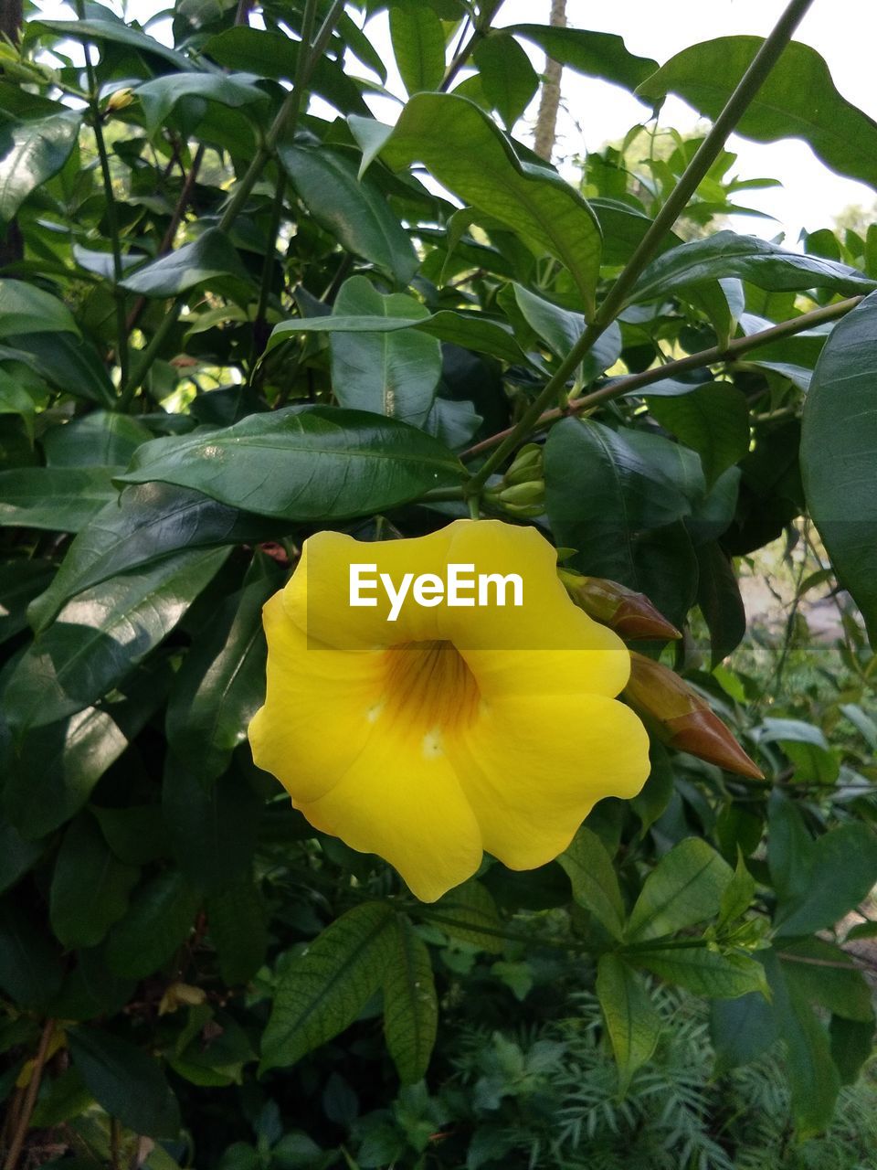 CLOSE-UP OF YELLOW FLOWERING PLANT AGAINST GREEN LEAF