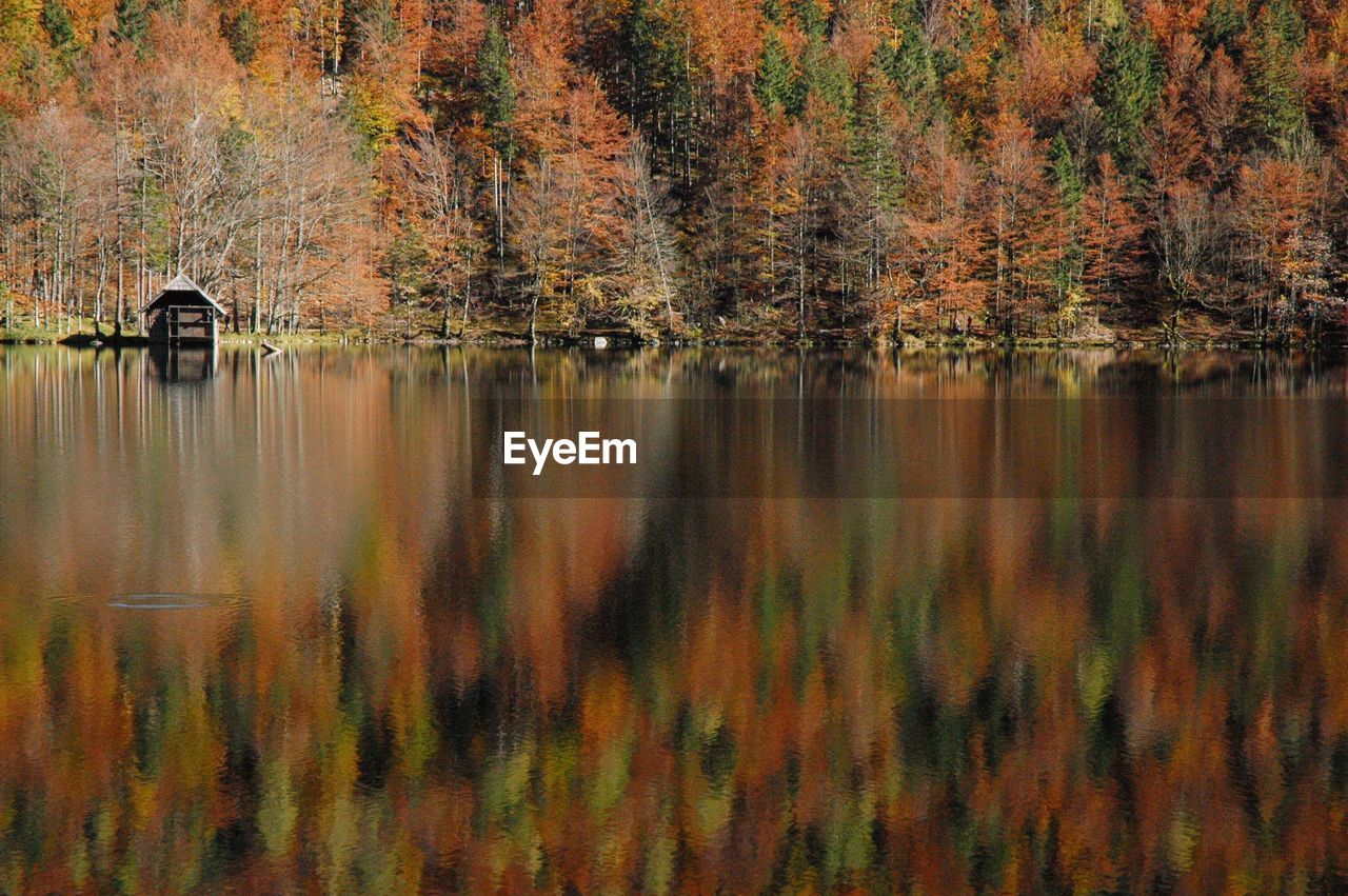 Scenic view of lake in forest during autumn