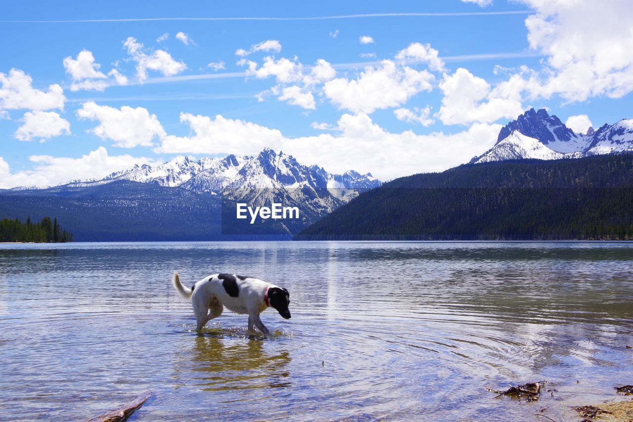 Dog in a lake