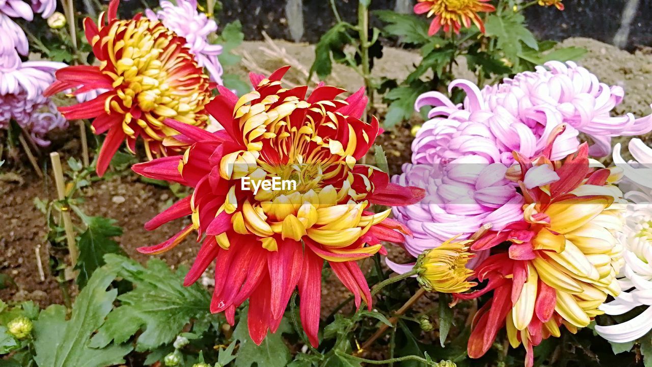 CLOSE-UP OF FLOWERS AND PLANTS