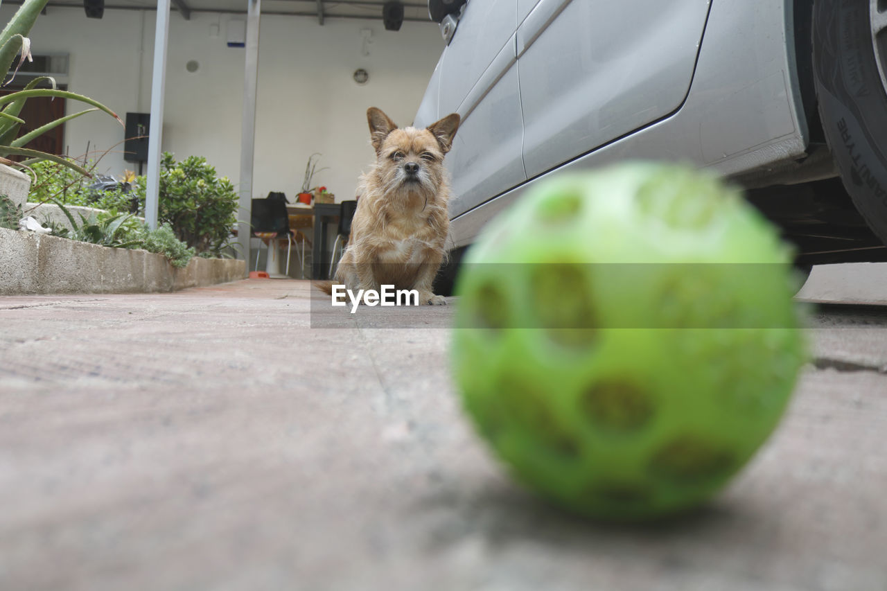 Portrait of a dog with his ball