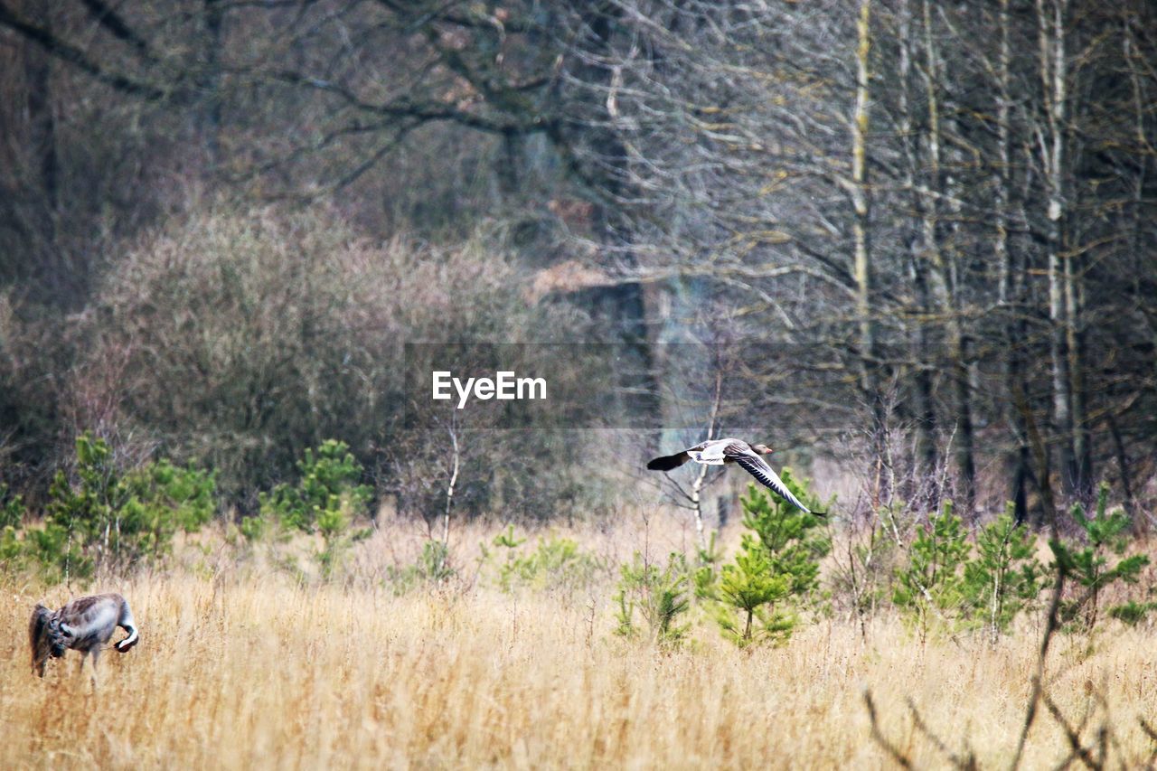 VIEW OF A BIRD FLYING IN FOREST