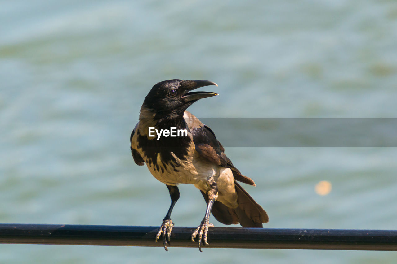 Hooded crow on metallic bar and blurred background