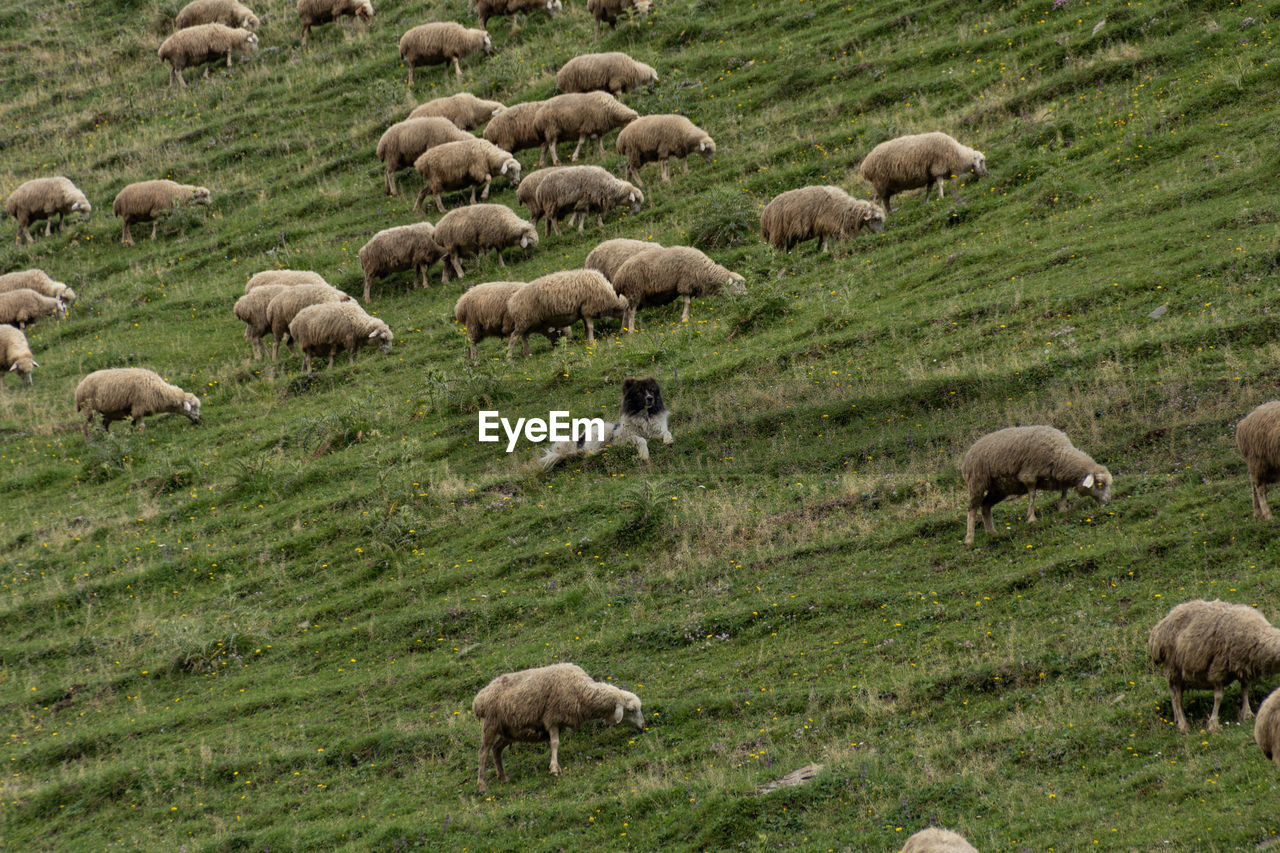 SHEEP IN A FIELD