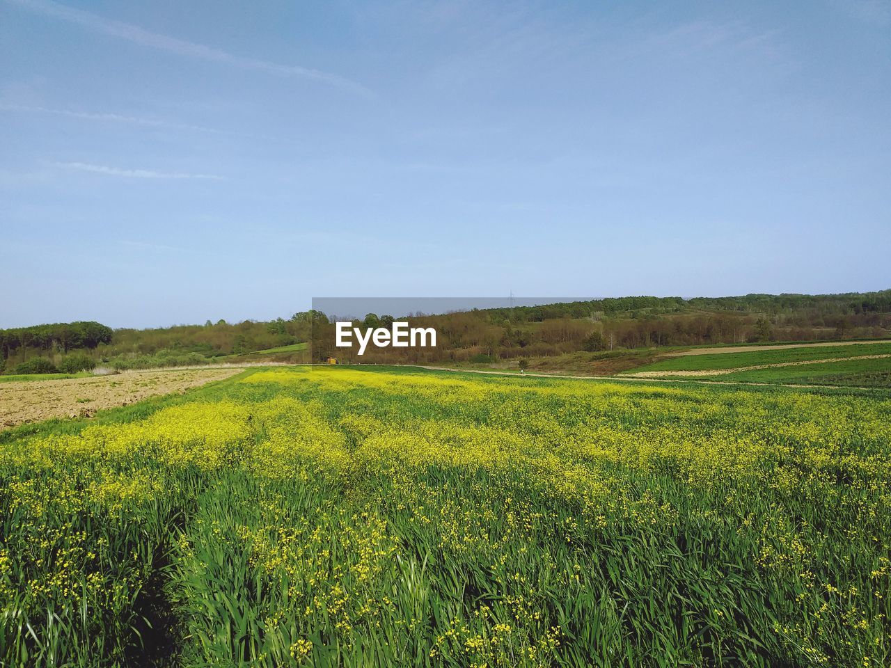 SCENIC VIEW OF FARM AGAINST SKY