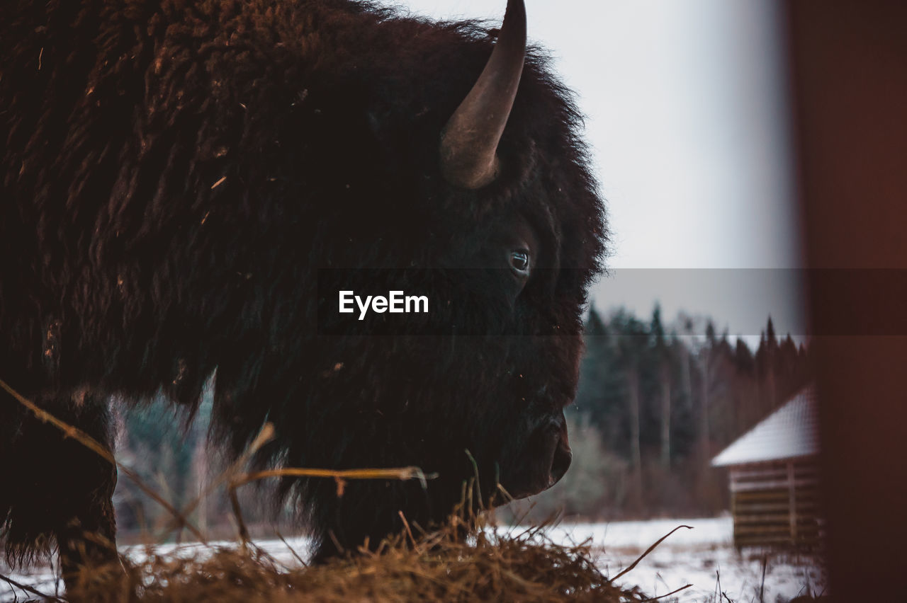 The head of an bison that eats the hay in profile