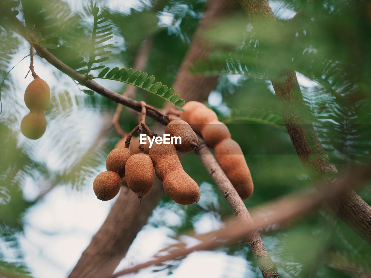 Ripe tamarind fruit hanging on tamarind tree branches with small leaves