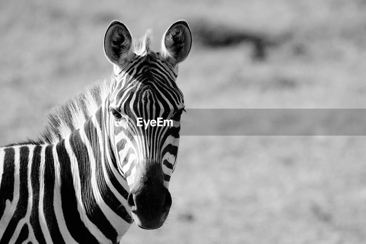 Zebra black and white 