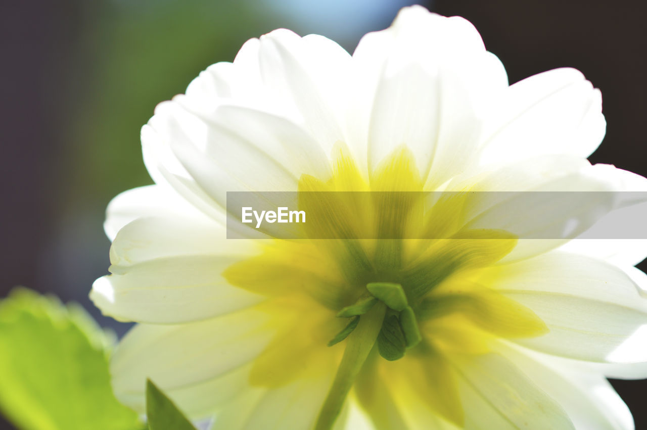 MACRO SHOT OF YELLOW FLOWER