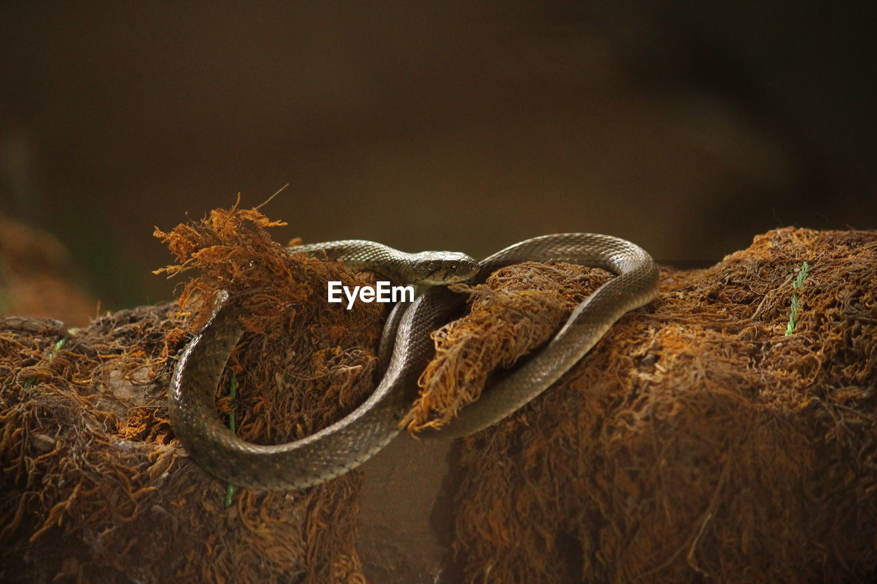 Close-up of snake on tree