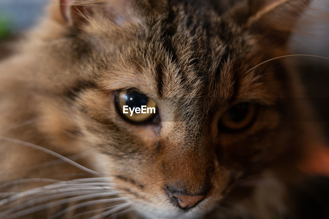 Close-up portrait of a cat