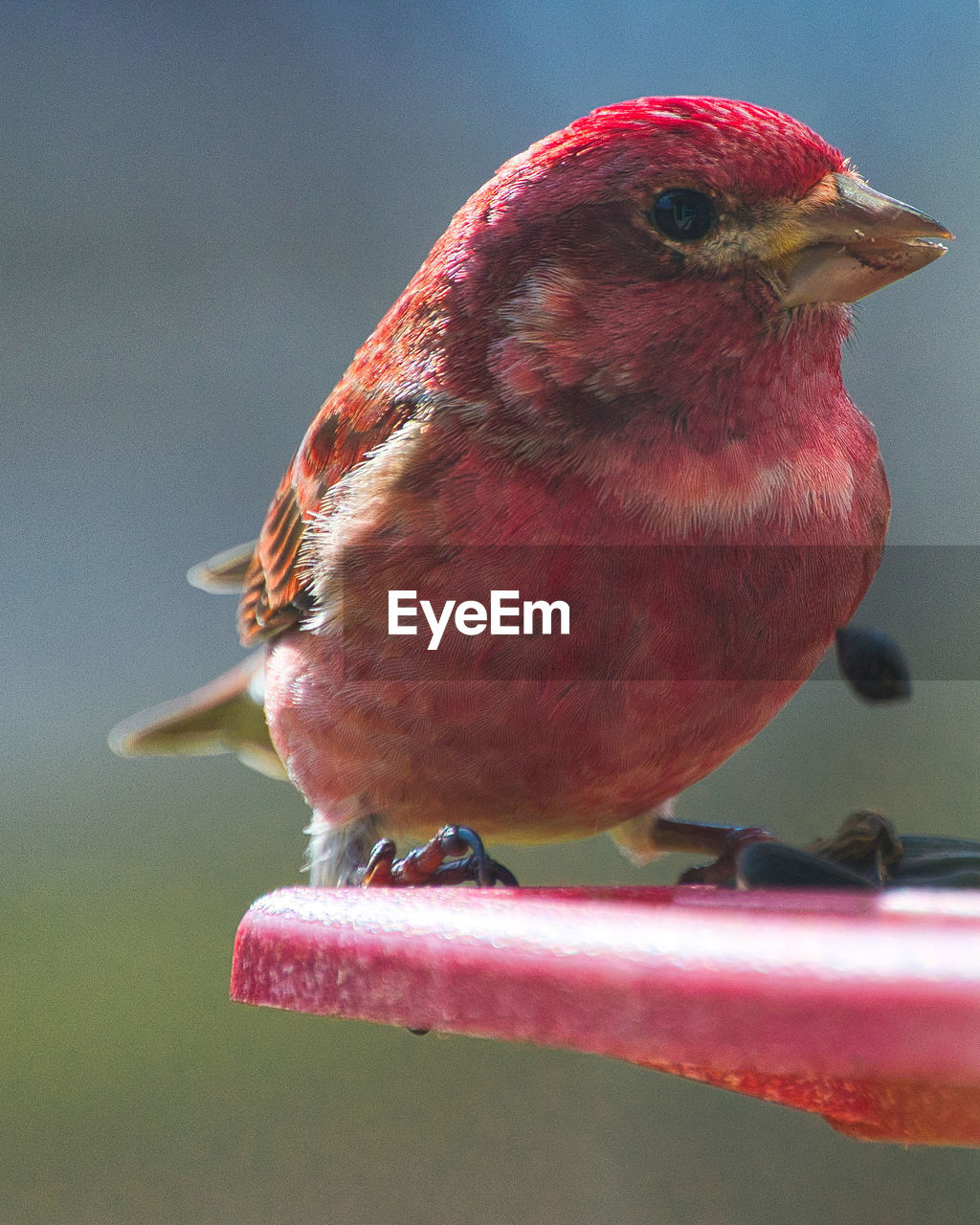 CLOSE-UP OF A BIRD PERCHING ON A FIELD