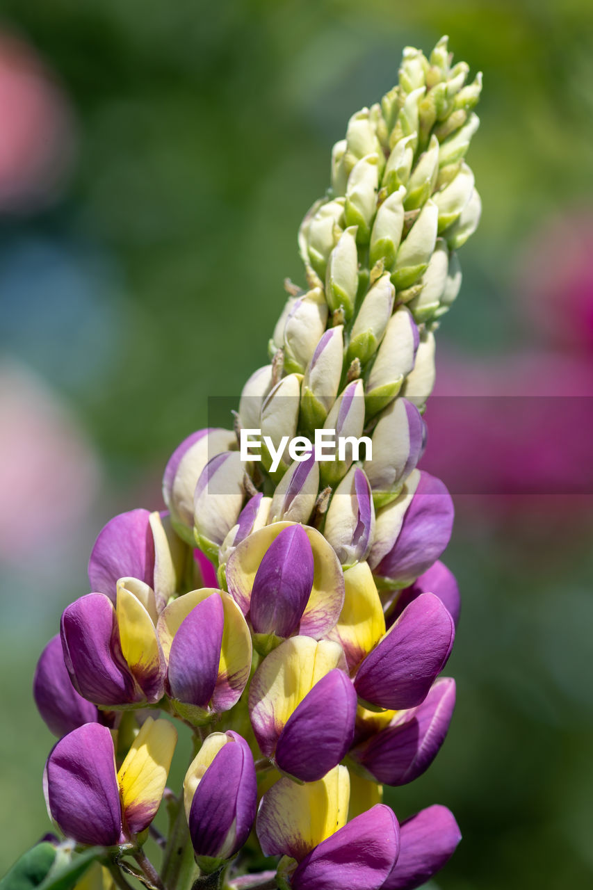 Close up of a purple and yellow lupin flower in bloom