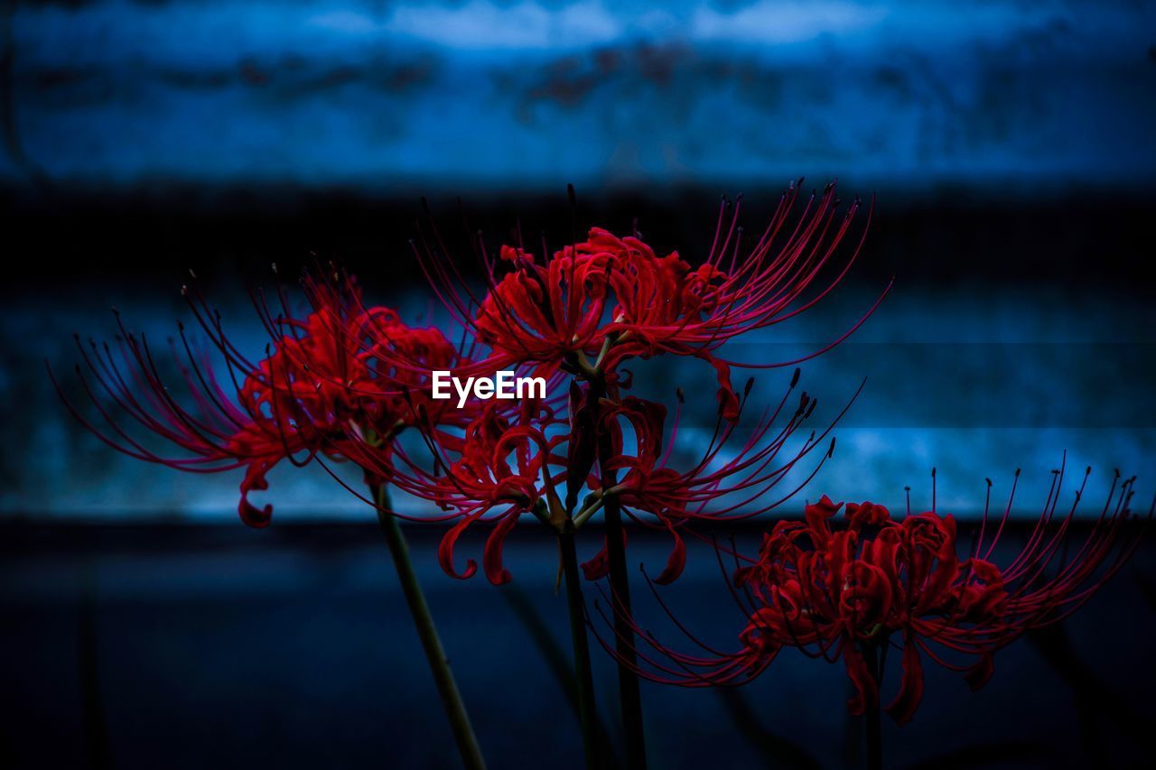 Close-up of red flowering plant