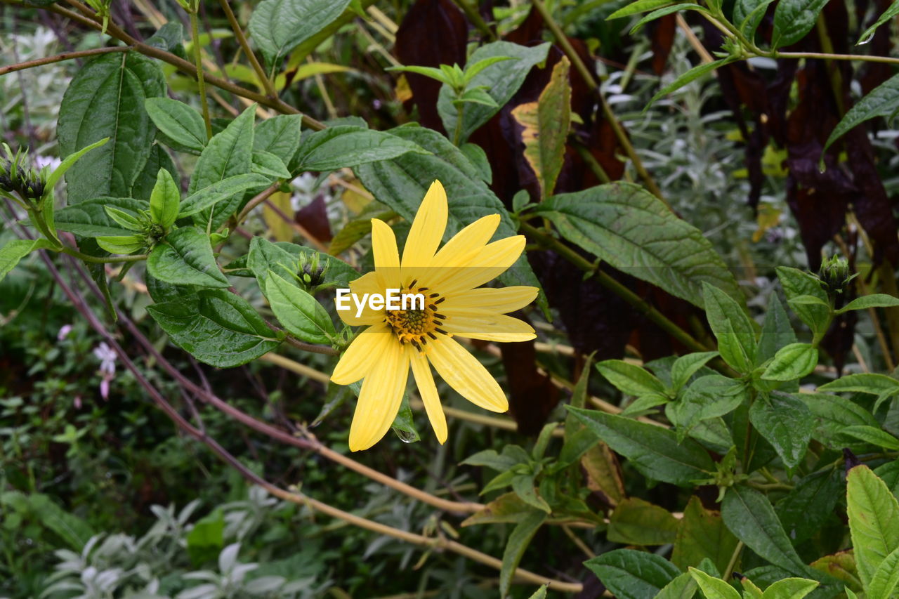 flowering plant, flower, plant, beauty in nature, freshness, yellow, growth, flower head, plant part, leaf, nature, petal, fragility, inflorescence, green, close-up, wildflower, high angle view, no people, animal wildlife, botany, day, outdoors, pollen