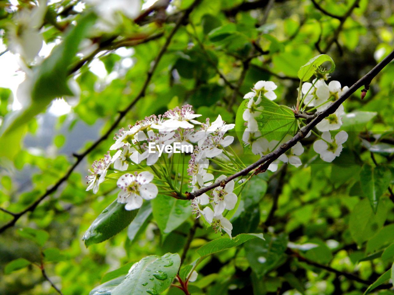 CLOSE-UP OF WHITE FLOWERS BLOOMING ON TREE