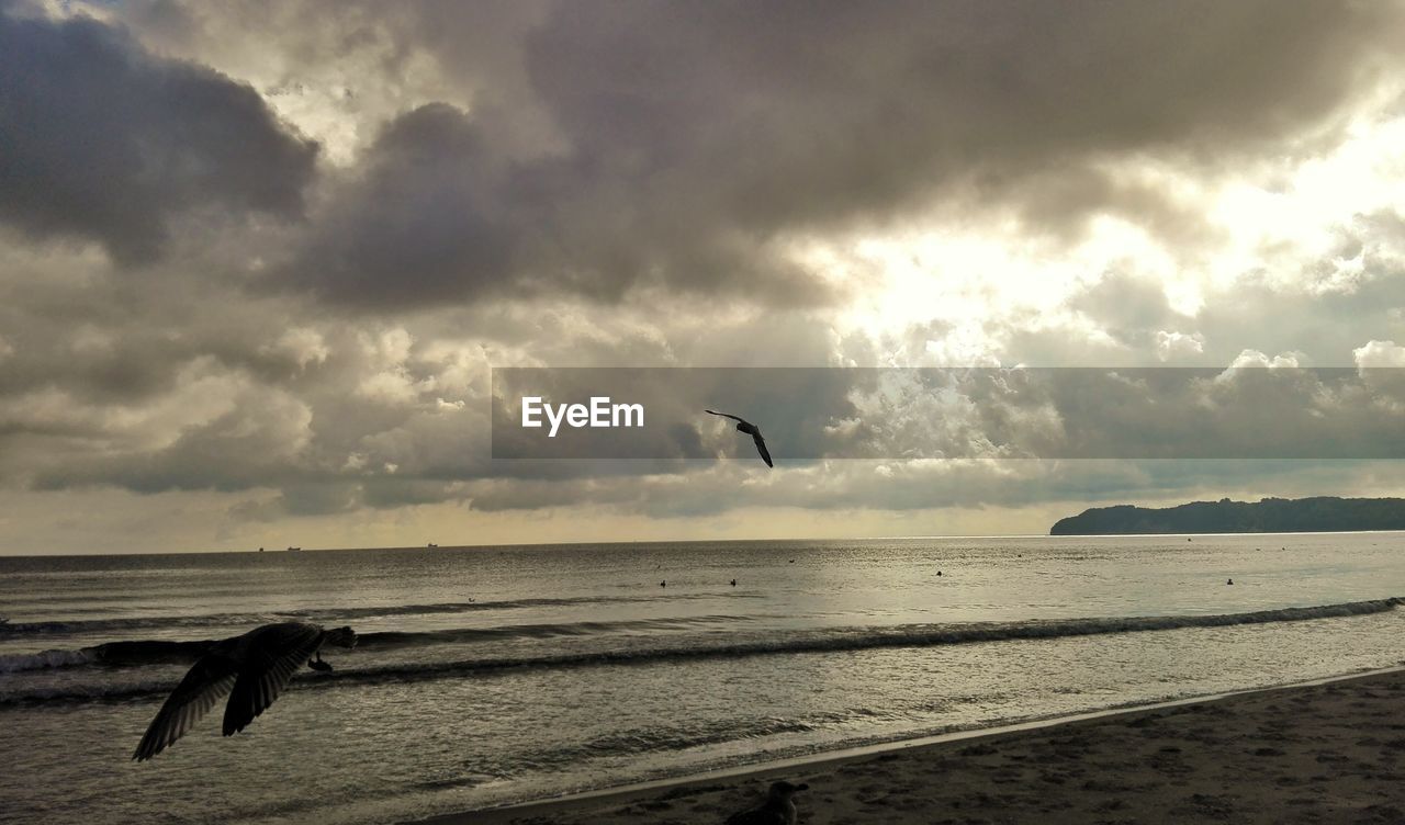 Seagulls flying over beach against sky