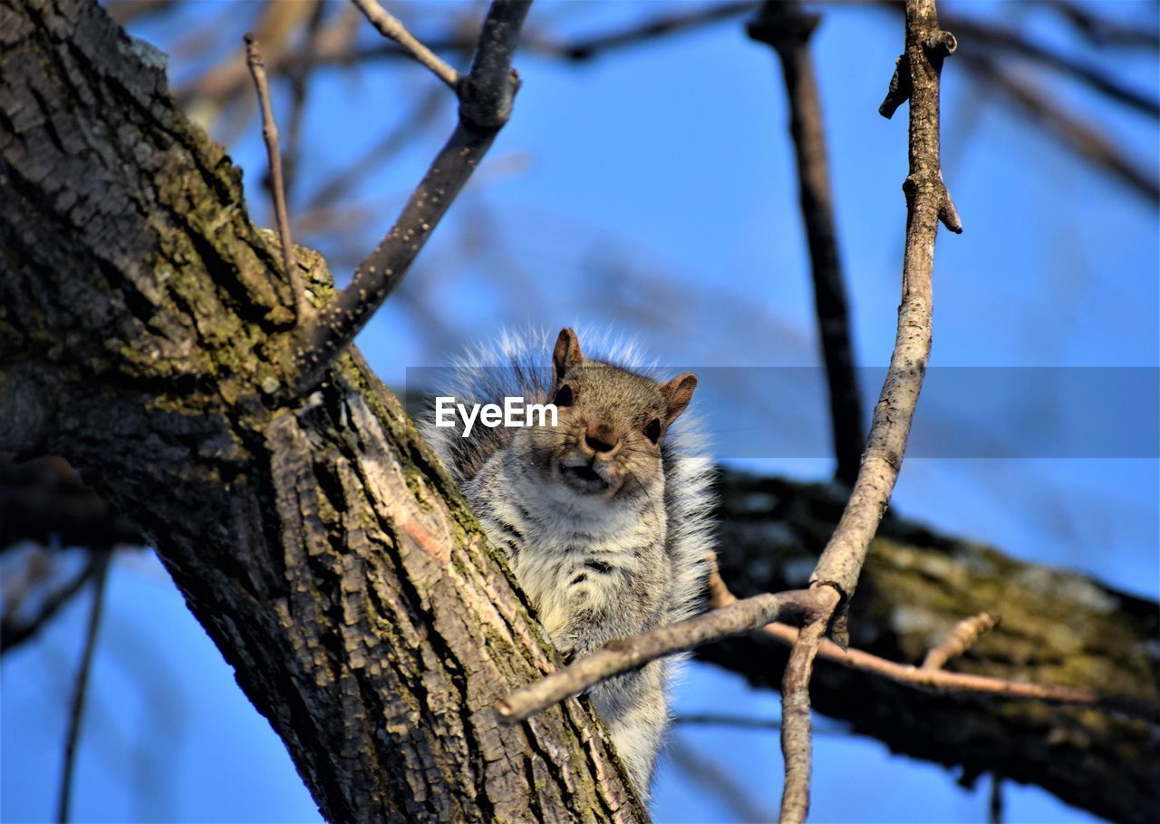 Low angle view of squirrel on tree