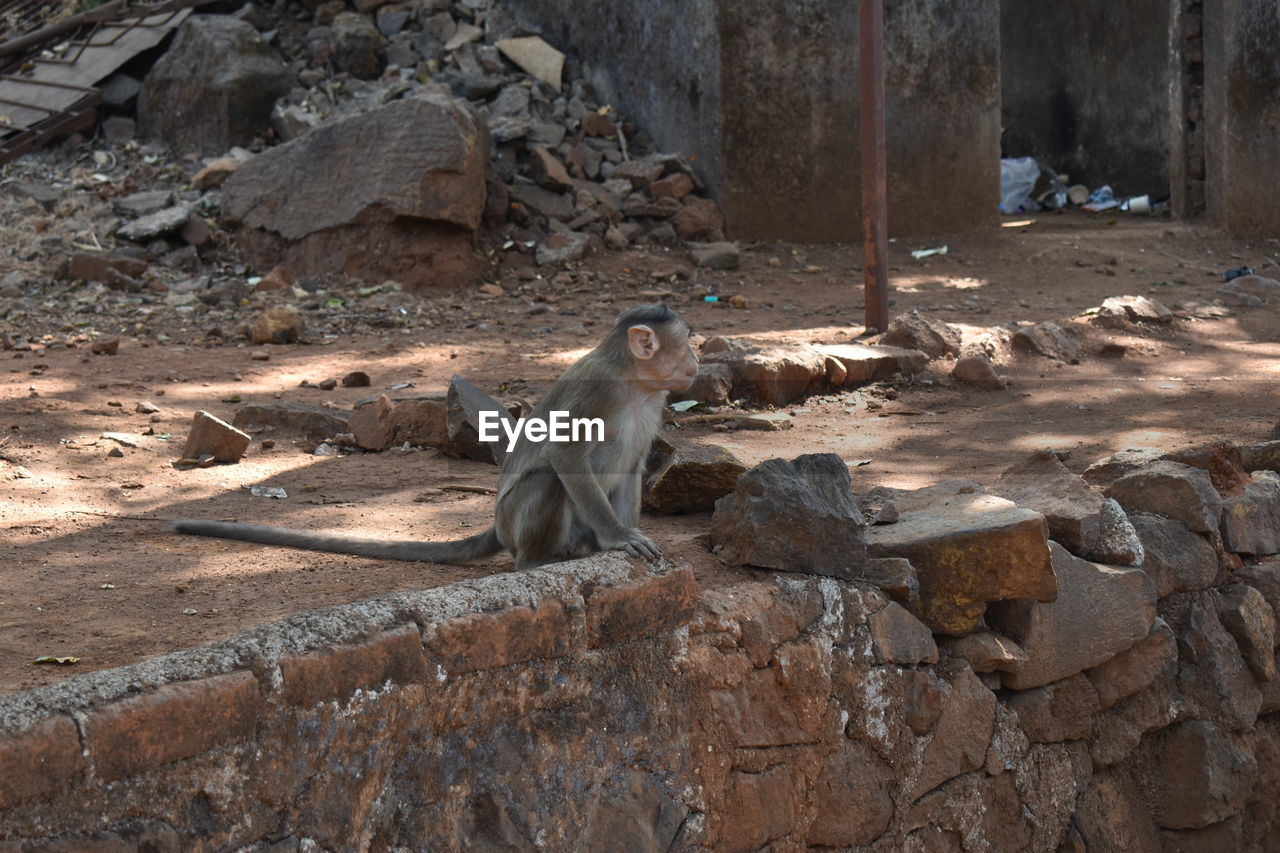 MONKEY SITTING IN A ZOO