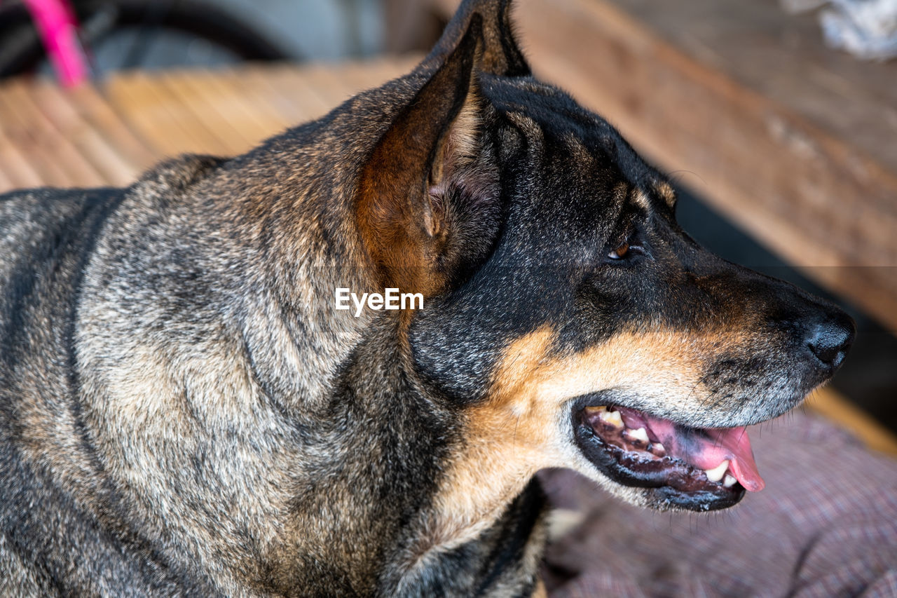 Head shot of smile dog with colorful spring leaf at sunset with space for text.