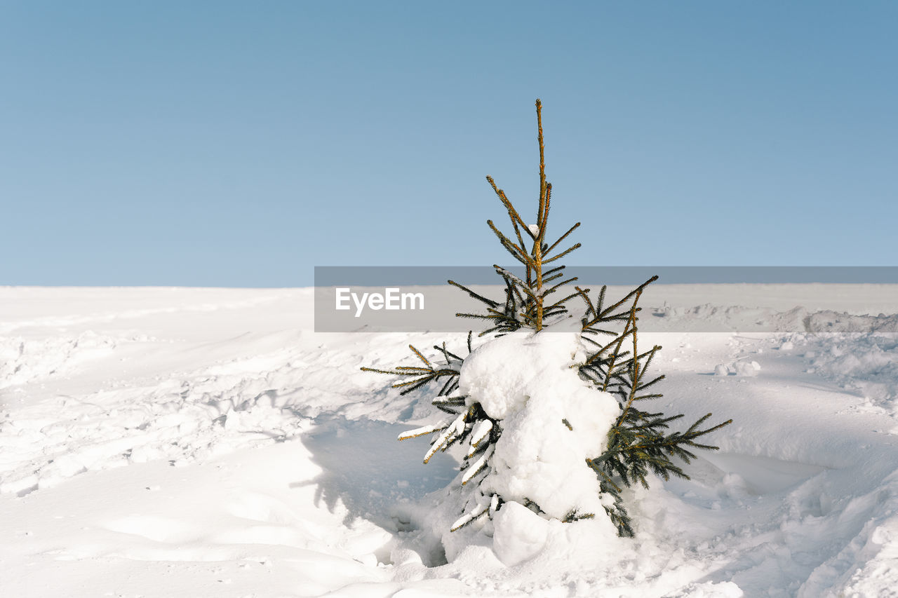 Single pine tree on snow covered land against clear sky