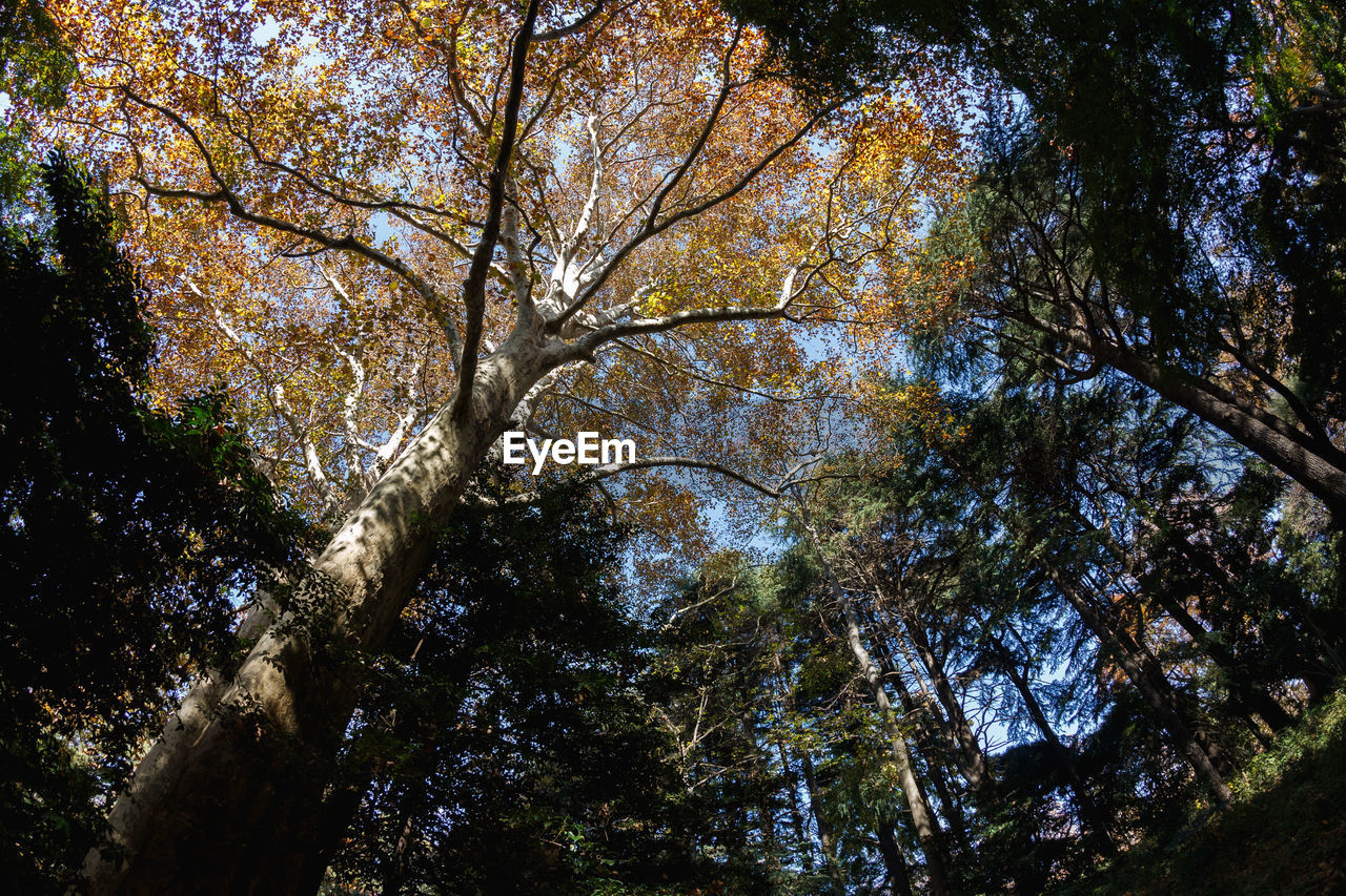 LOW ANGLE VIEW OF TREES IN FOREST