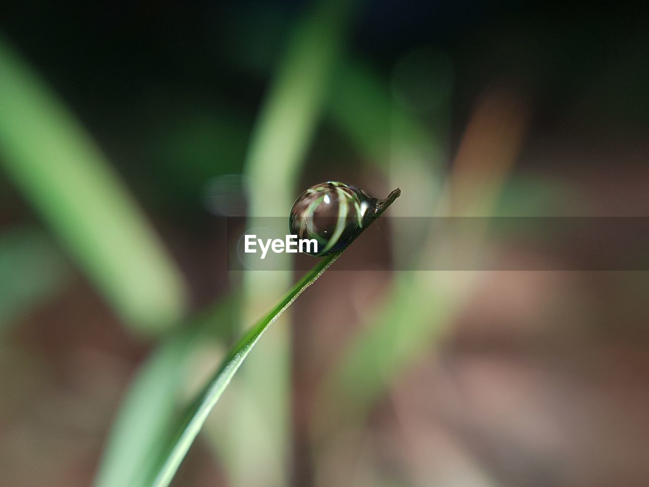 CLOSE-UP OF CATERPILLAR ON PLANT