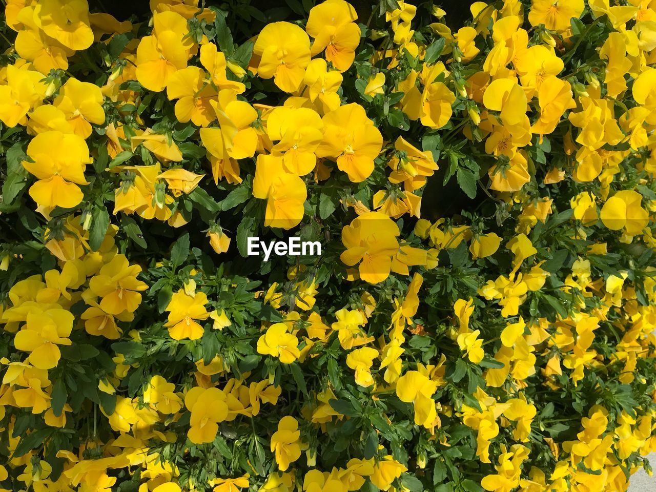 CLOSE-UP OF YELLOW FLOWERING PLANTS ON FIELD