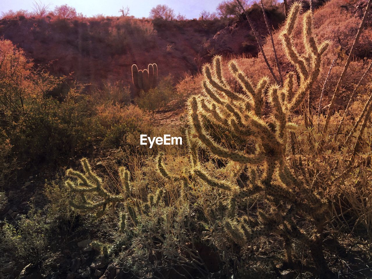 Cactus growing on field