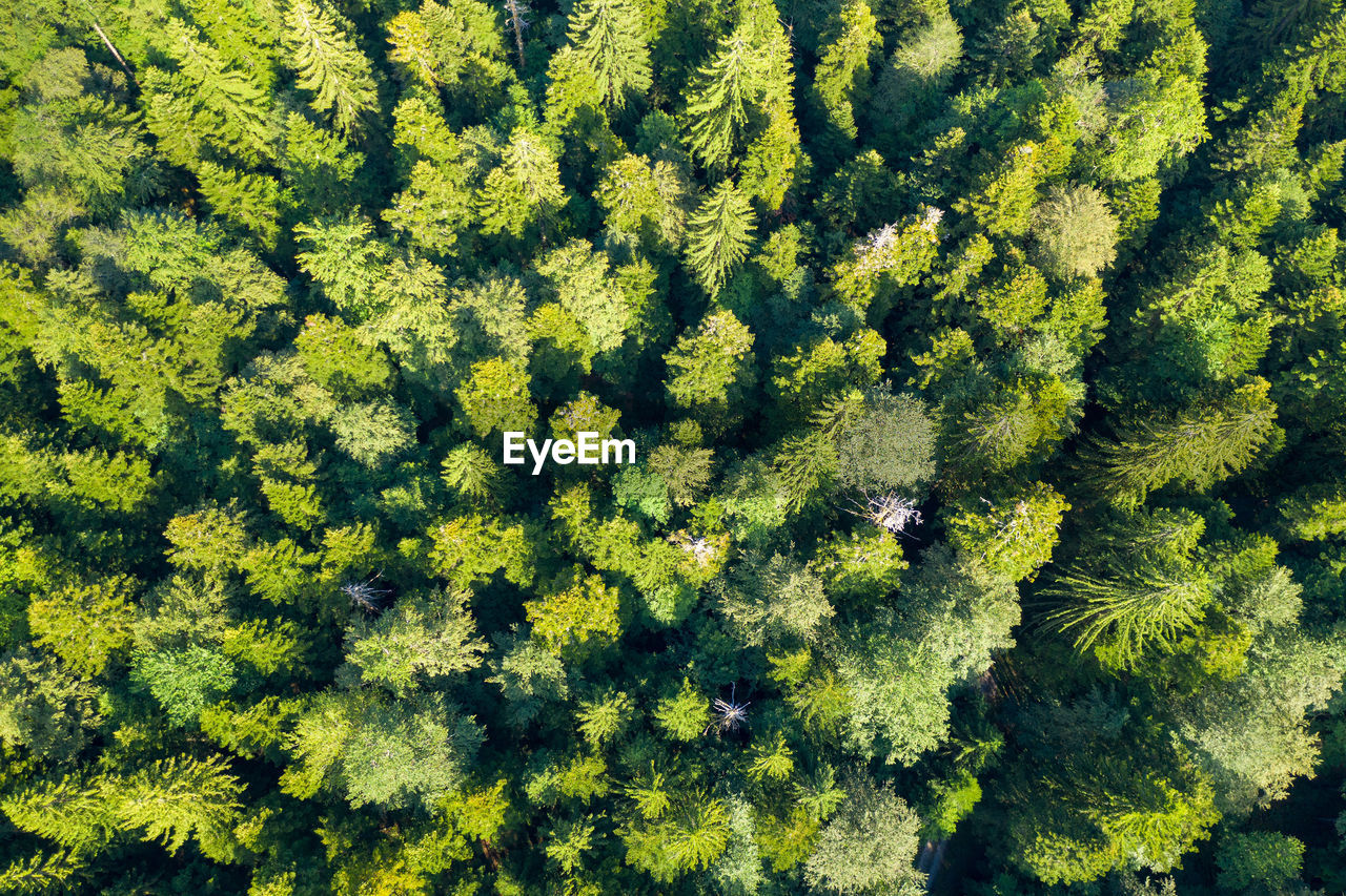 Aerial view of the primary forest cordova uvala in croatia