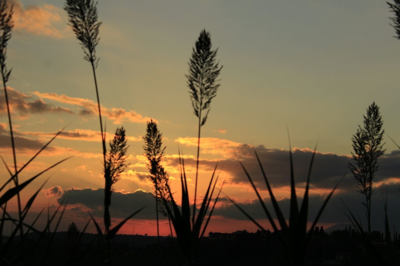 SILHOUETTE PLANTS AGAINST SUNSET SKY