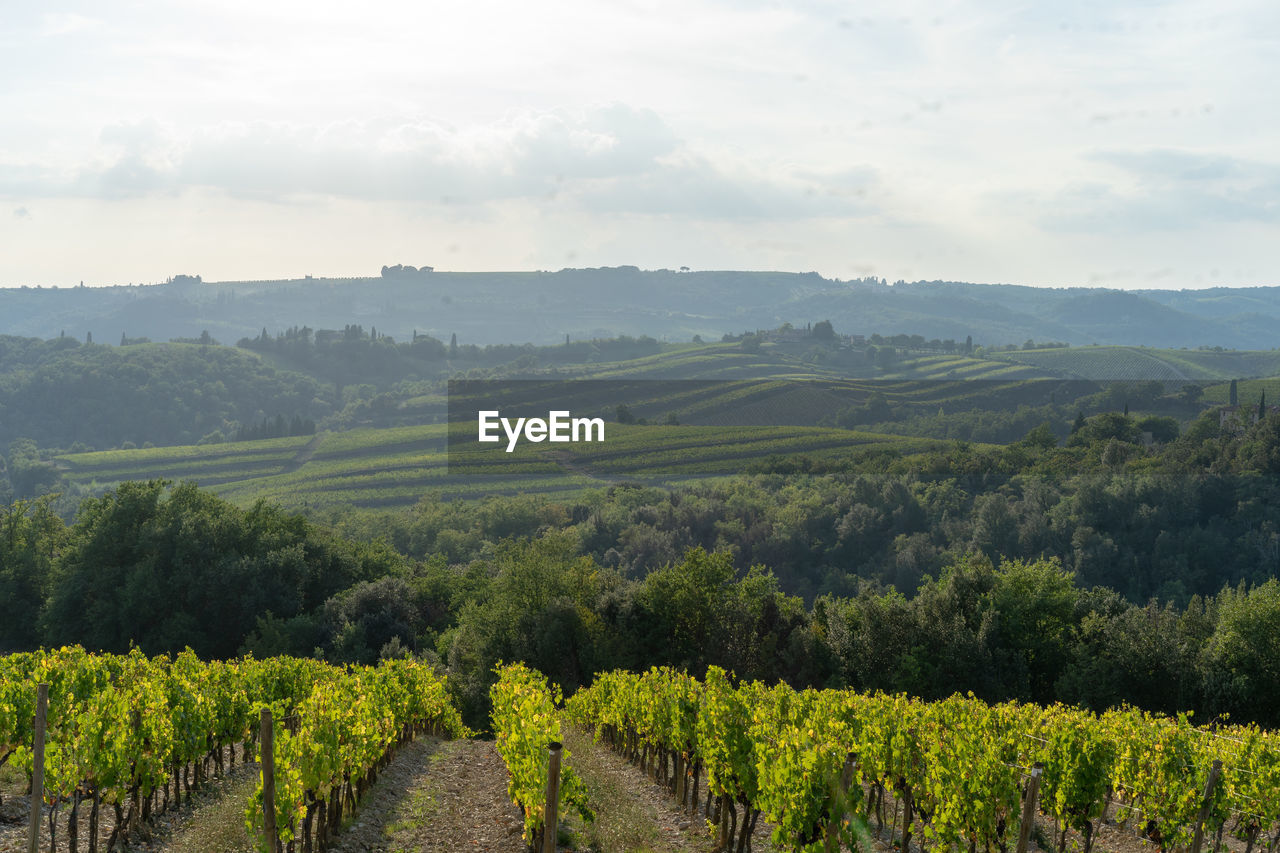 VIEW OF VINEYARD AGAINST SKY